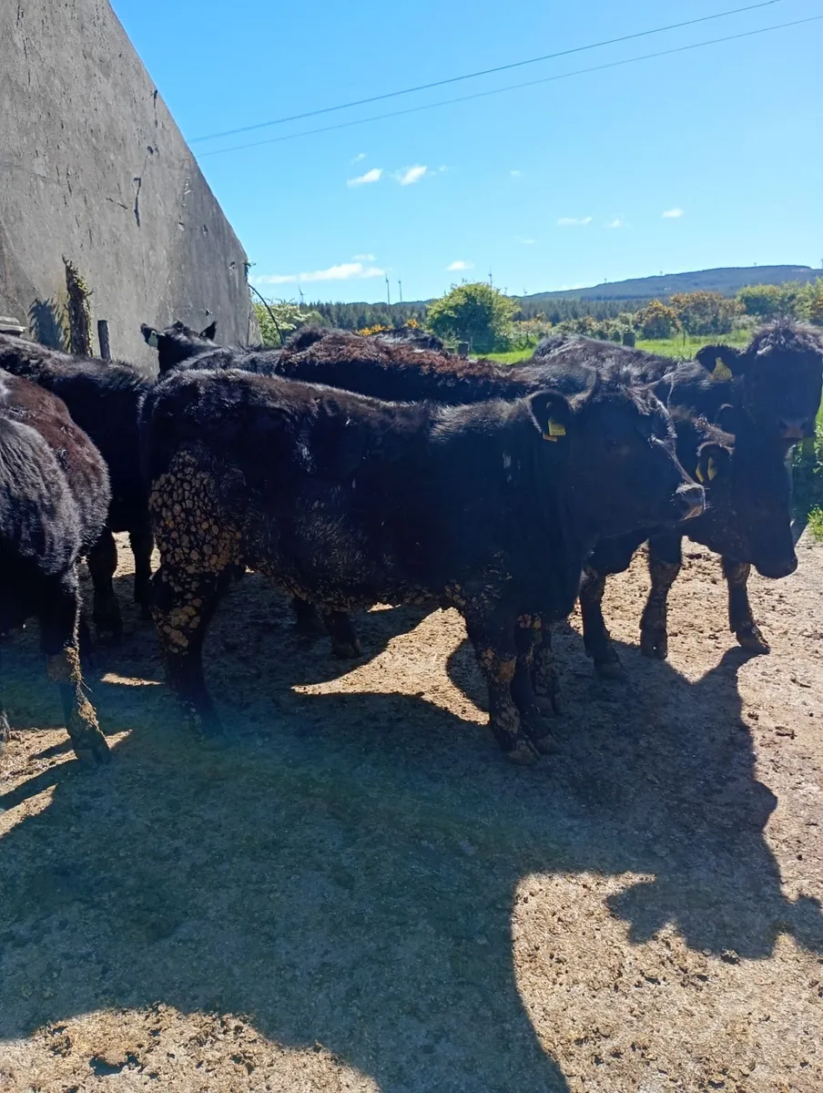 7  Angus pedigree registered heifers - Image 1