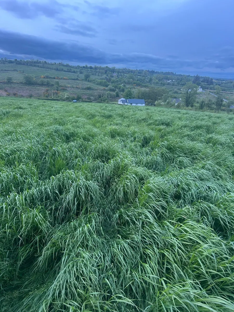 Direct Drill Reseed / overseeding - Image 2