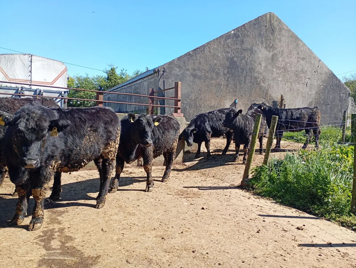 7  Angus pedigree registered heifers - Image 3