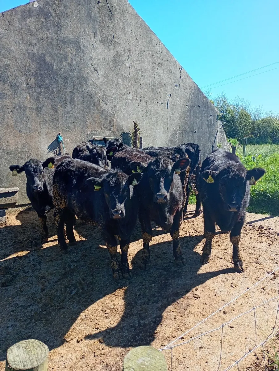 7  Angus pedigree registered heifers - Image 4