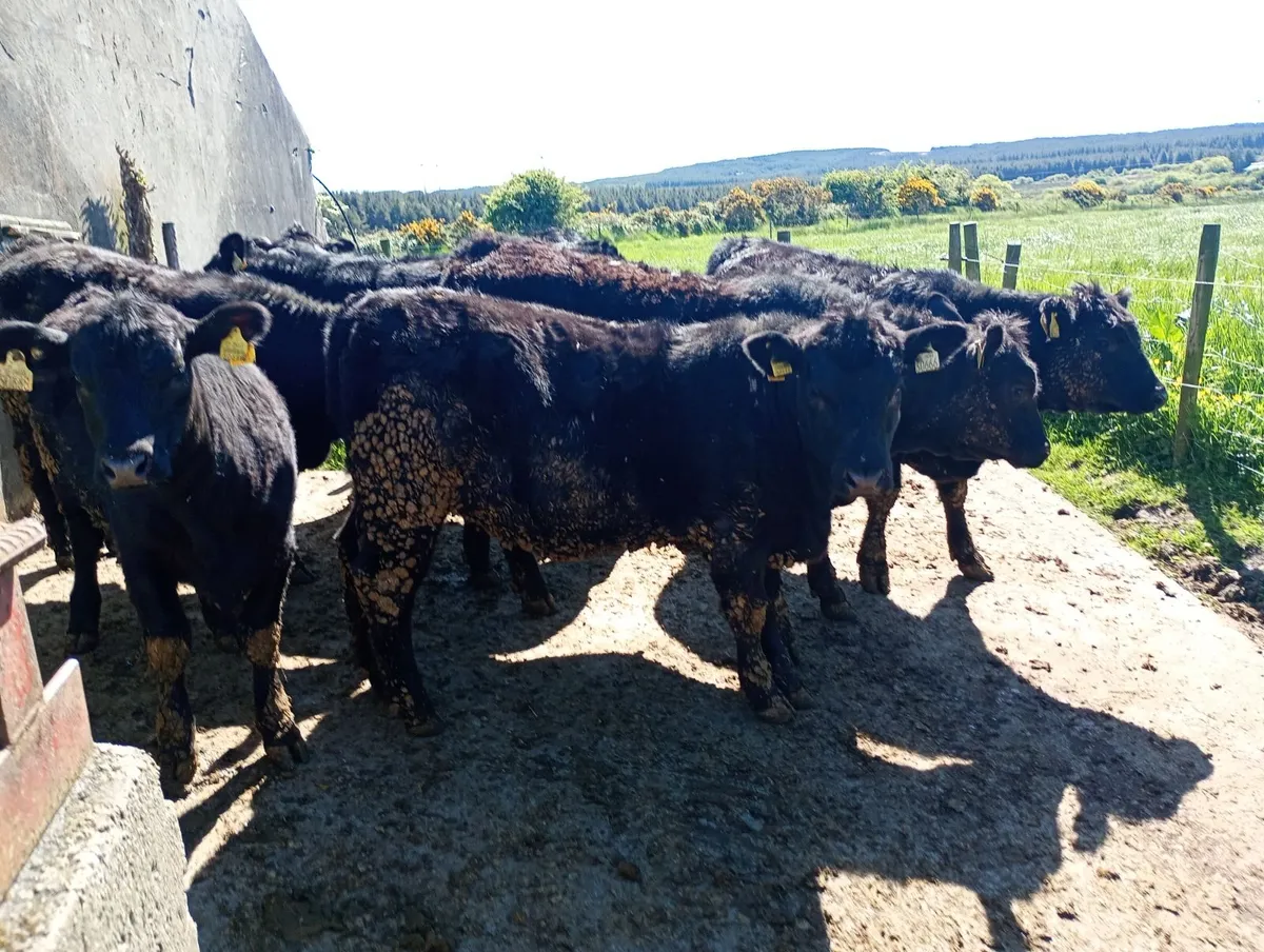7  Angus pedigree registered heifers - Image 2
