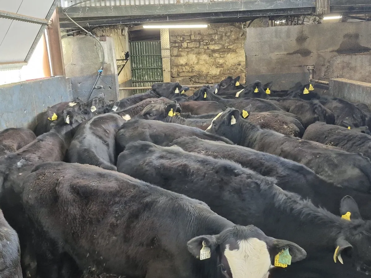 40 Angus Heifers 300kgs - Image 3