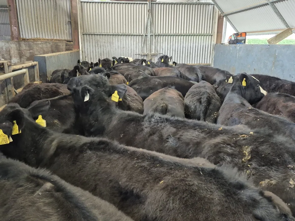 40 Angus Heifers 300kgs - Image 1