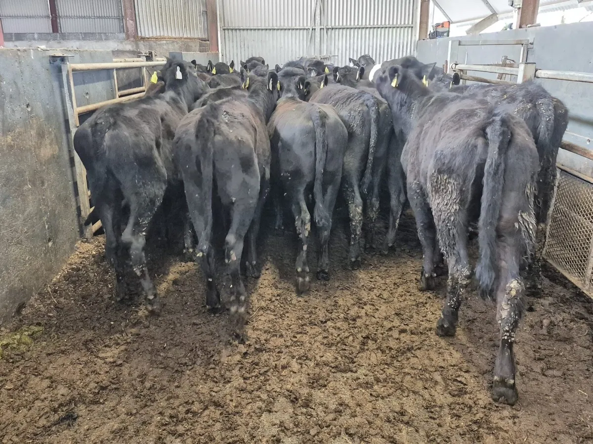 40 Angus Heifers 300kgs - Image 4