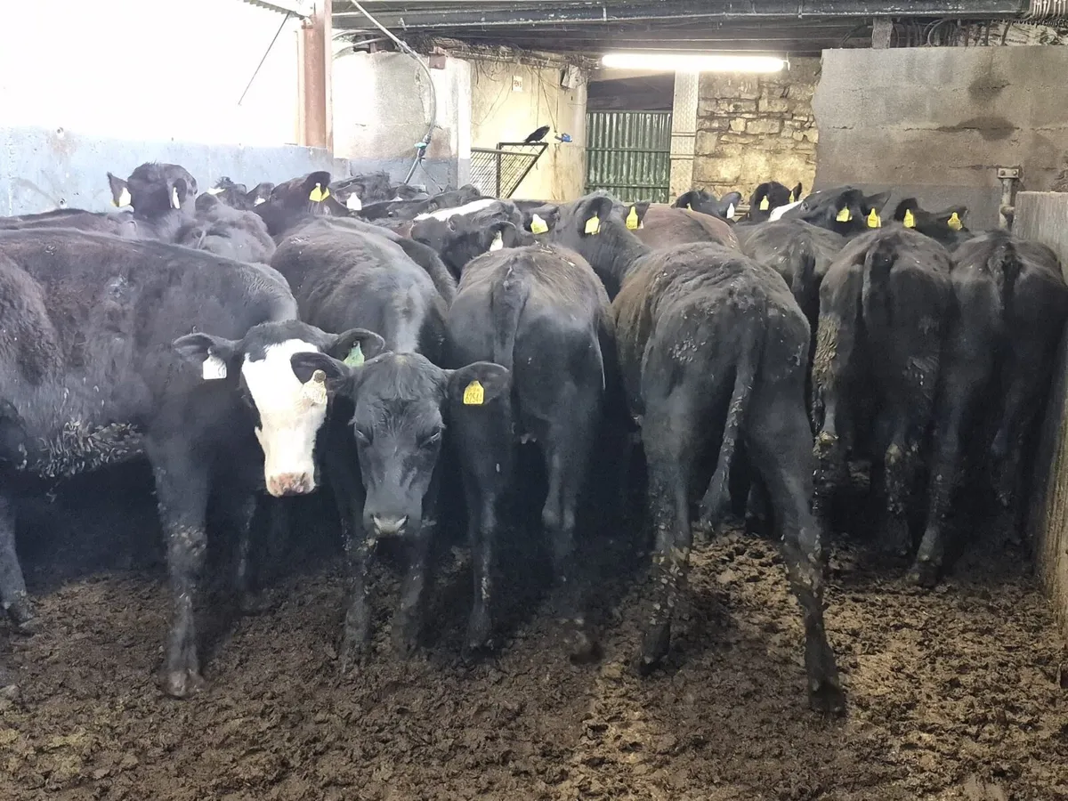 40 Angus Heifers 300kgs - Image 2