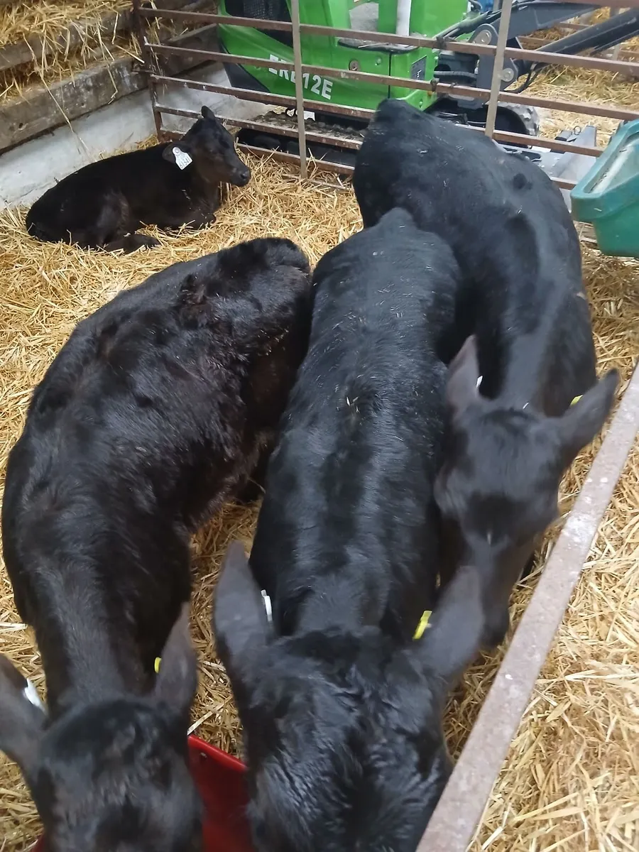 Angus Calves, heifers - Image 2