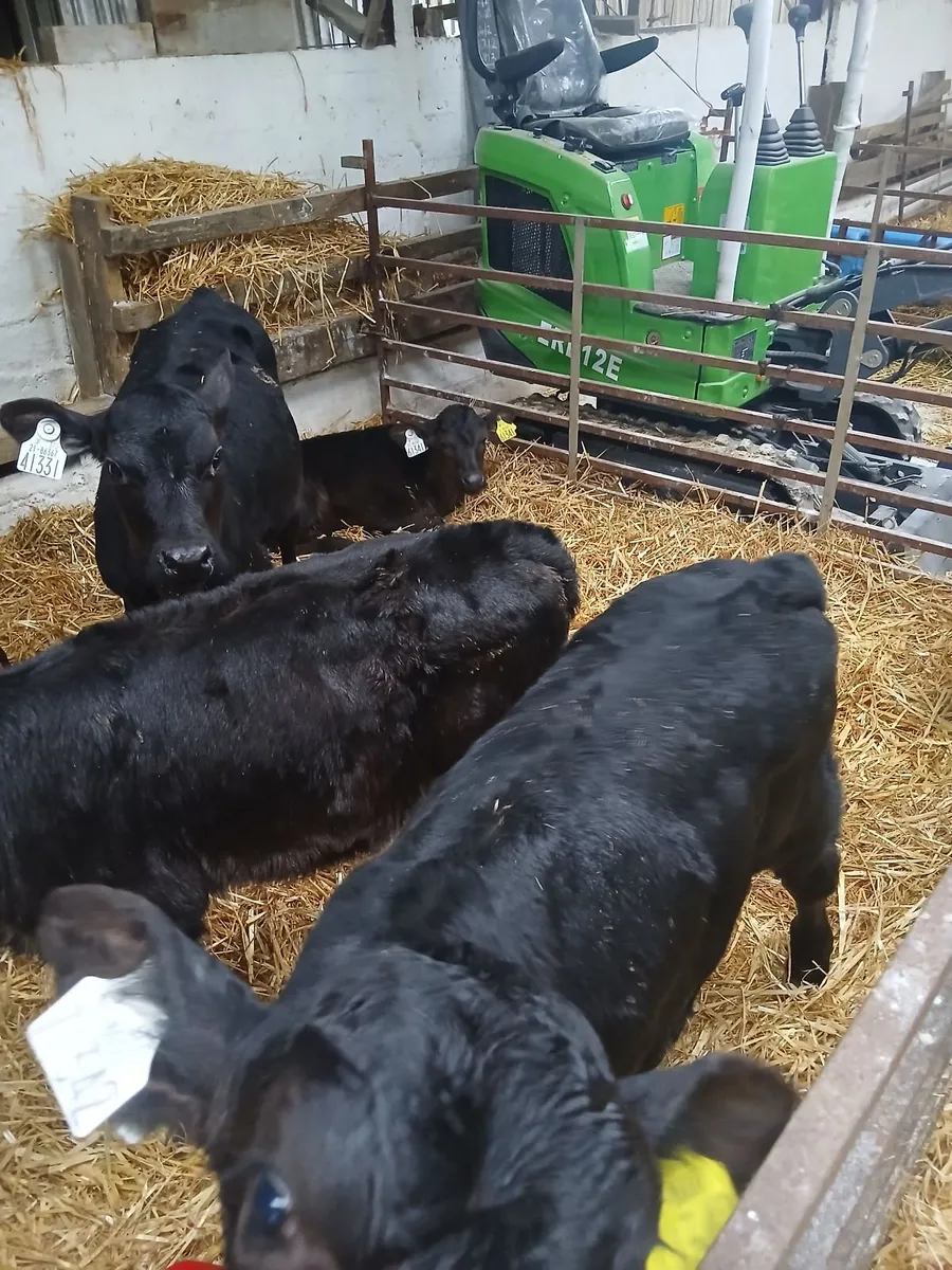 Angus Calves, heifers - Image 1