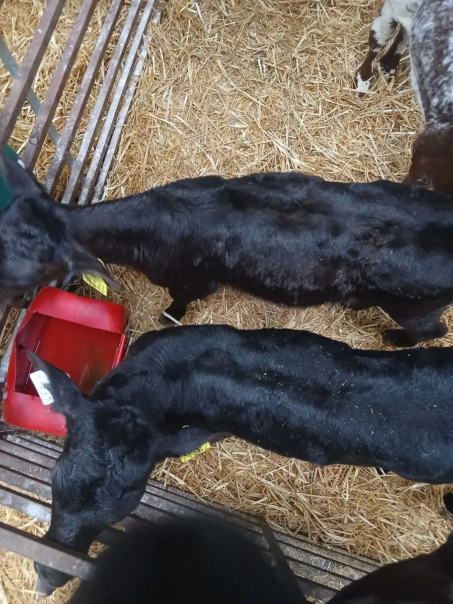 Angus Calves, heifers - Image 3