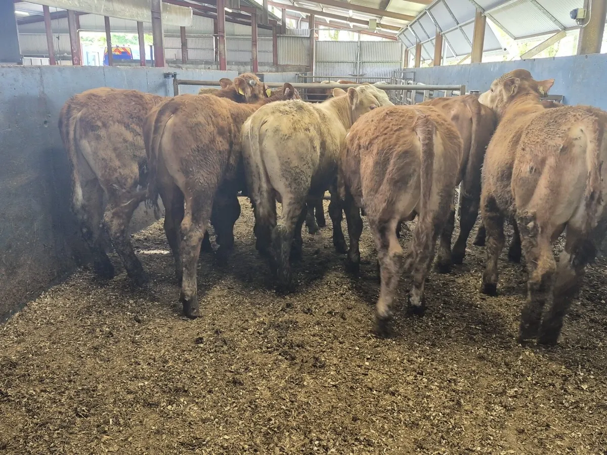 10 Continental Bull Weanlings - Image 1