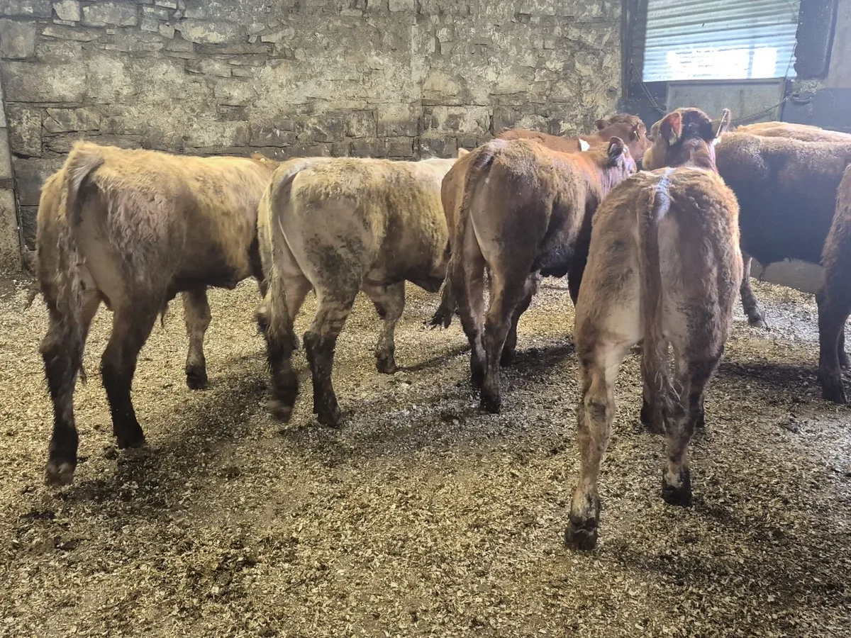 10 Continental Bull Weanlings - Image 2