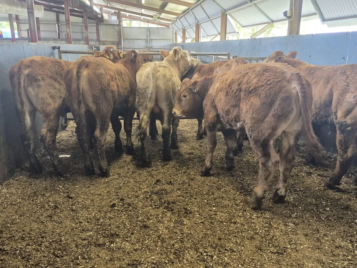 10 Continental Bull Weanlings - Image 3