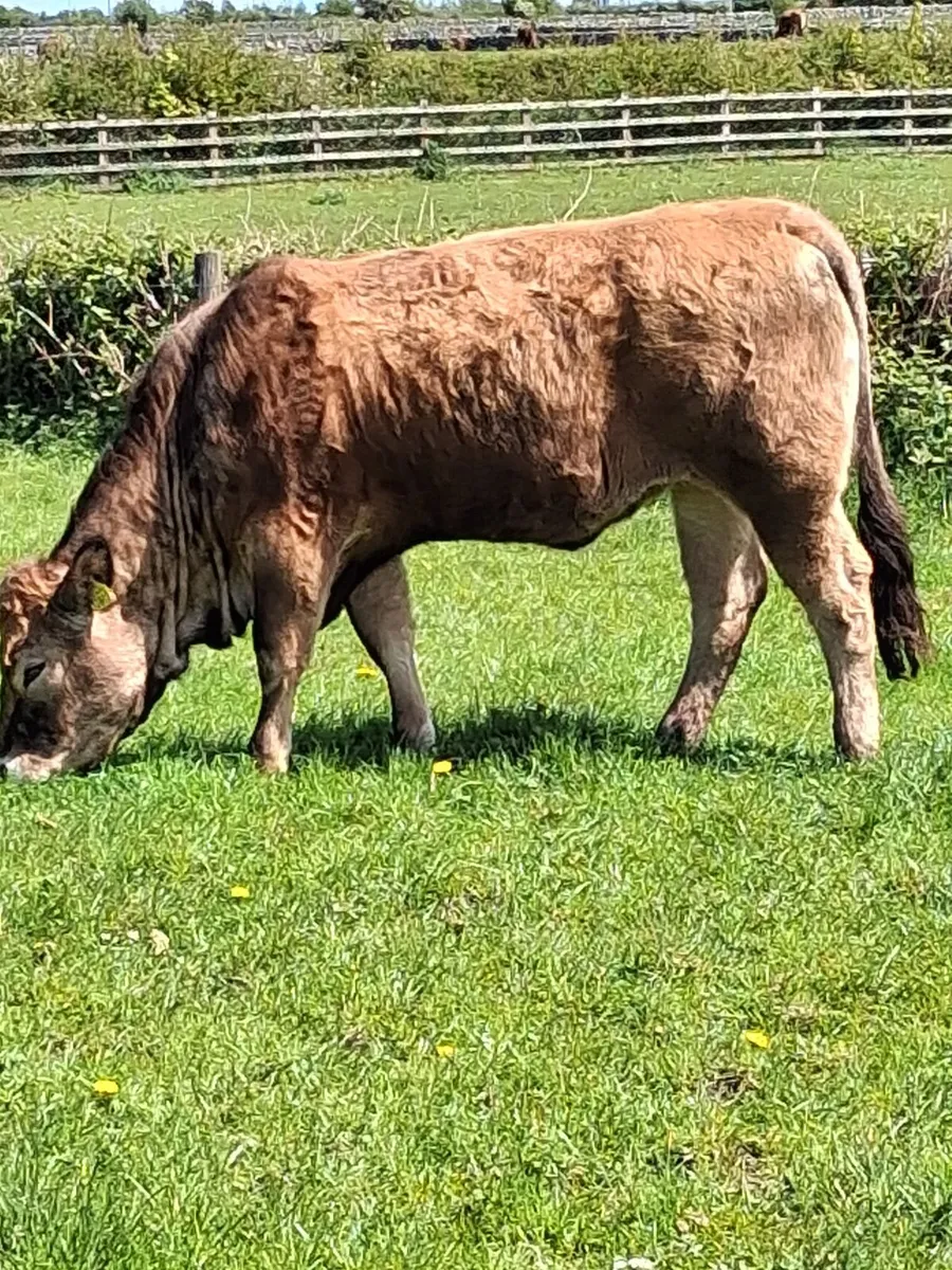 Aubrac heifer and bulls - Image 2