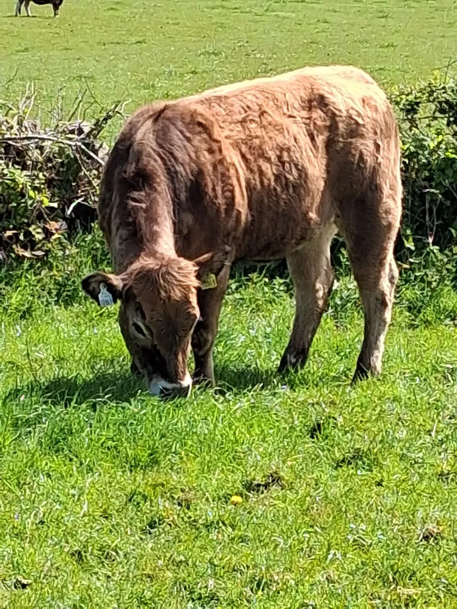 Aubrac heifer and bulls - Image 1