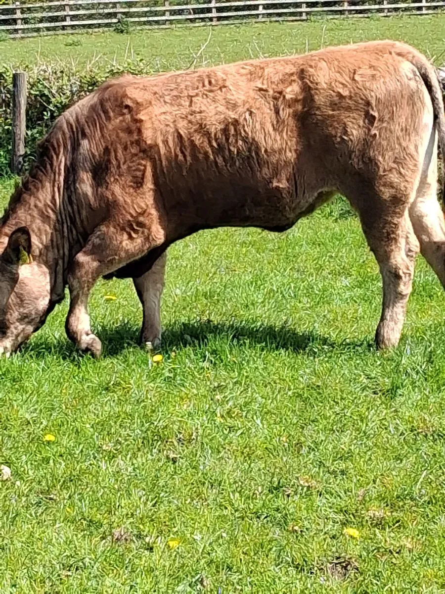 Aubrac heifer and bulls - Image 3