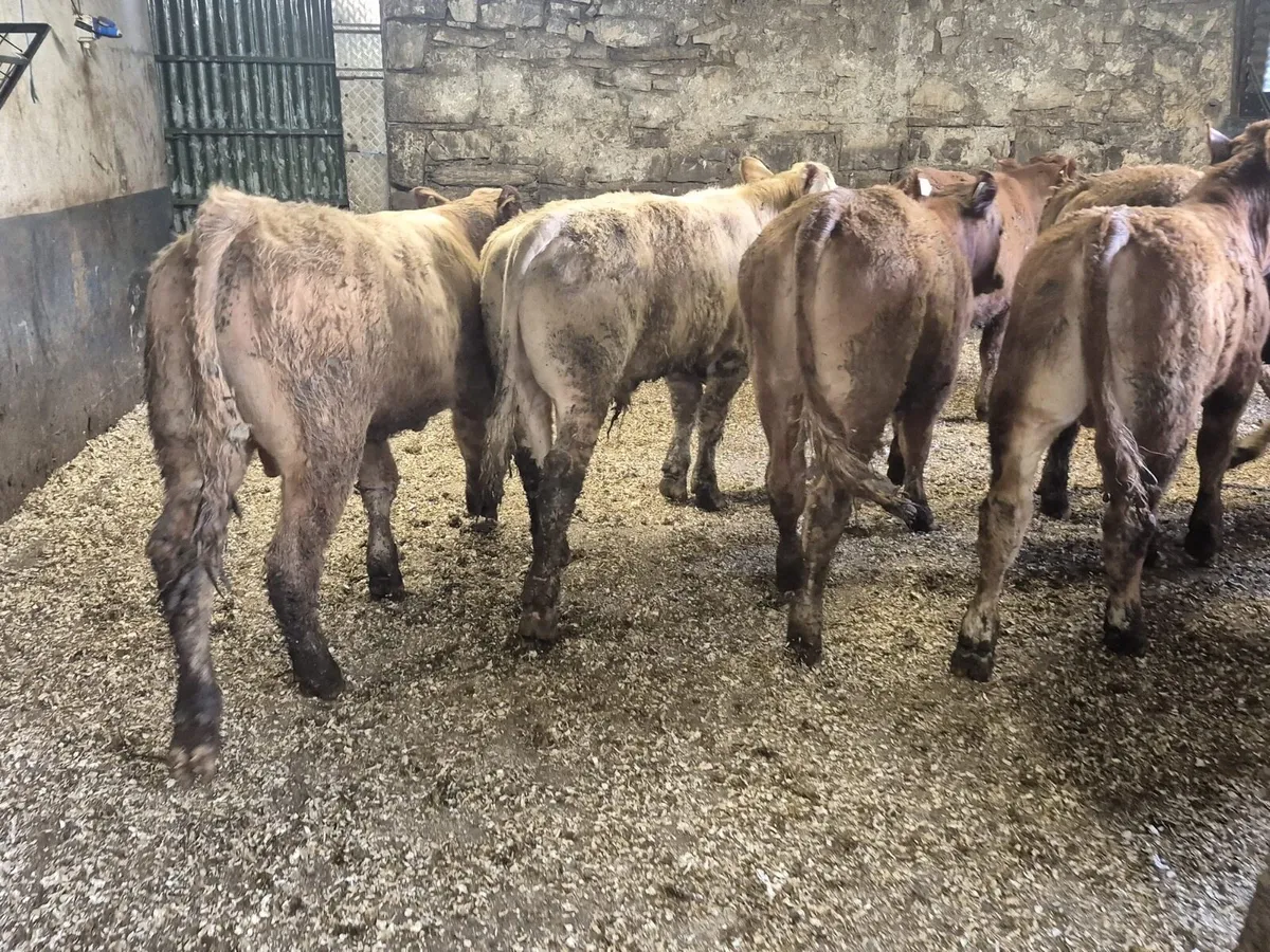 10 Continental Bull Weanlings - Image 4