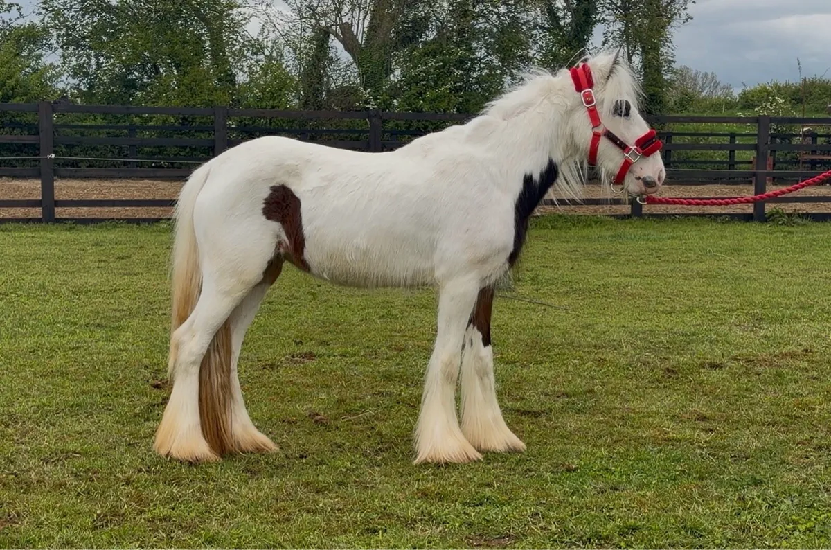 Heavy coloured filly - Image 2