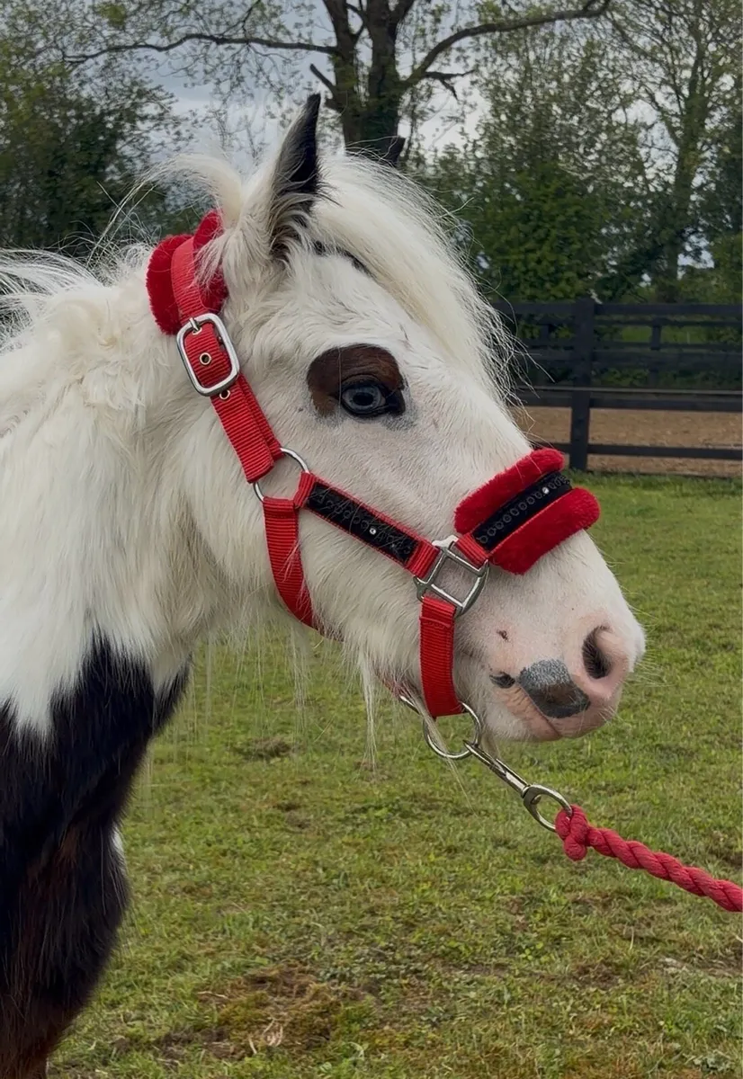 Heavy coloured filly - Image 3