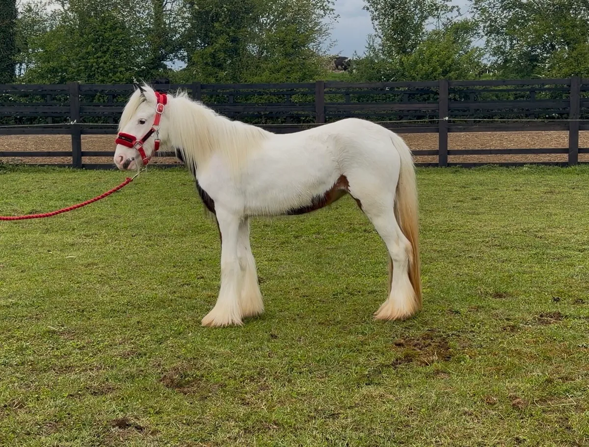 Heavy coloured filly - Image 4