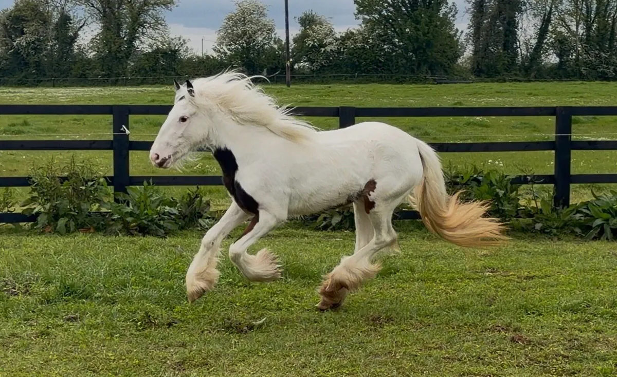 Heavy coloured filly - Image 1