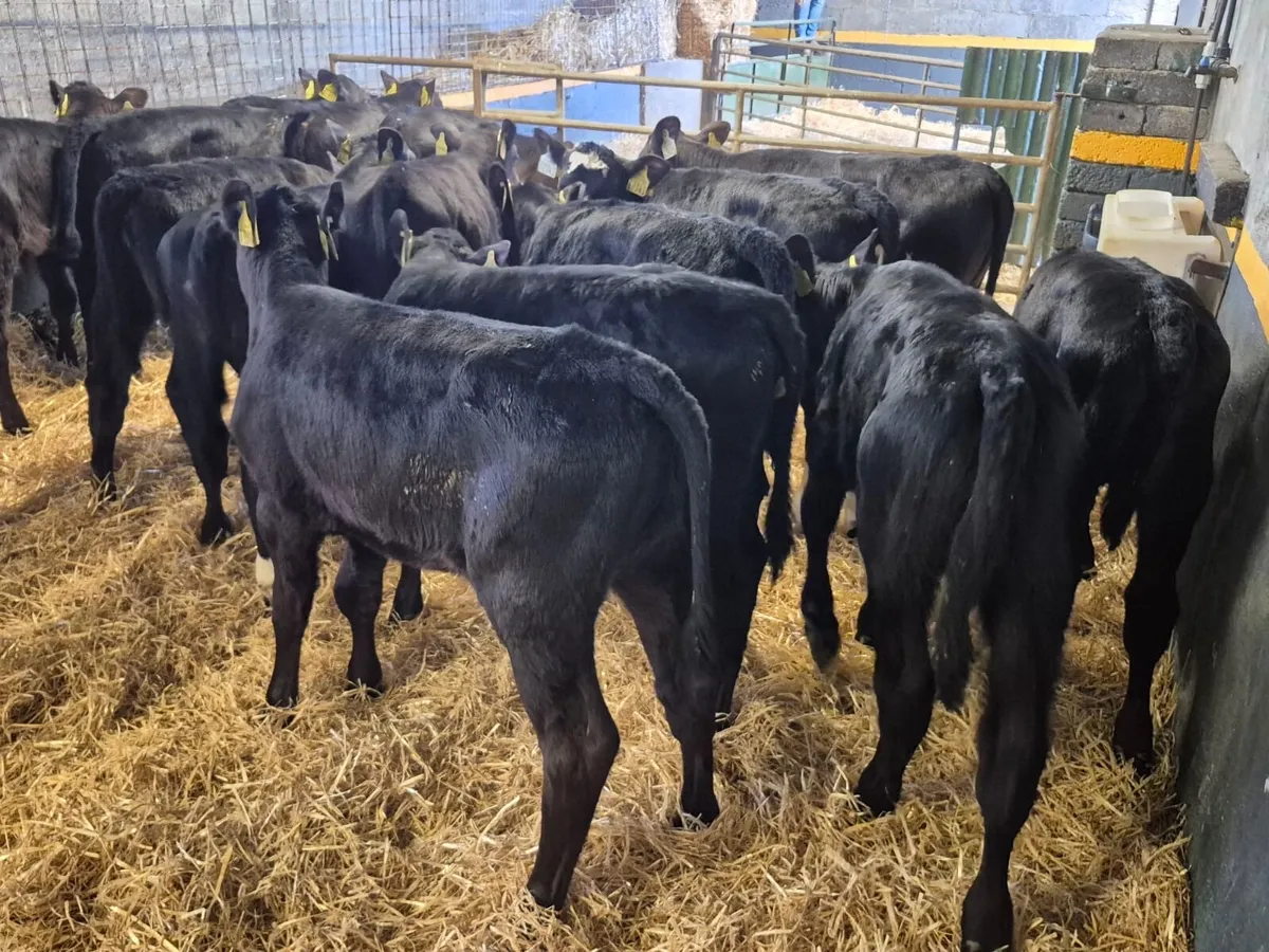 16 Angus Heifer Calves - Image 3