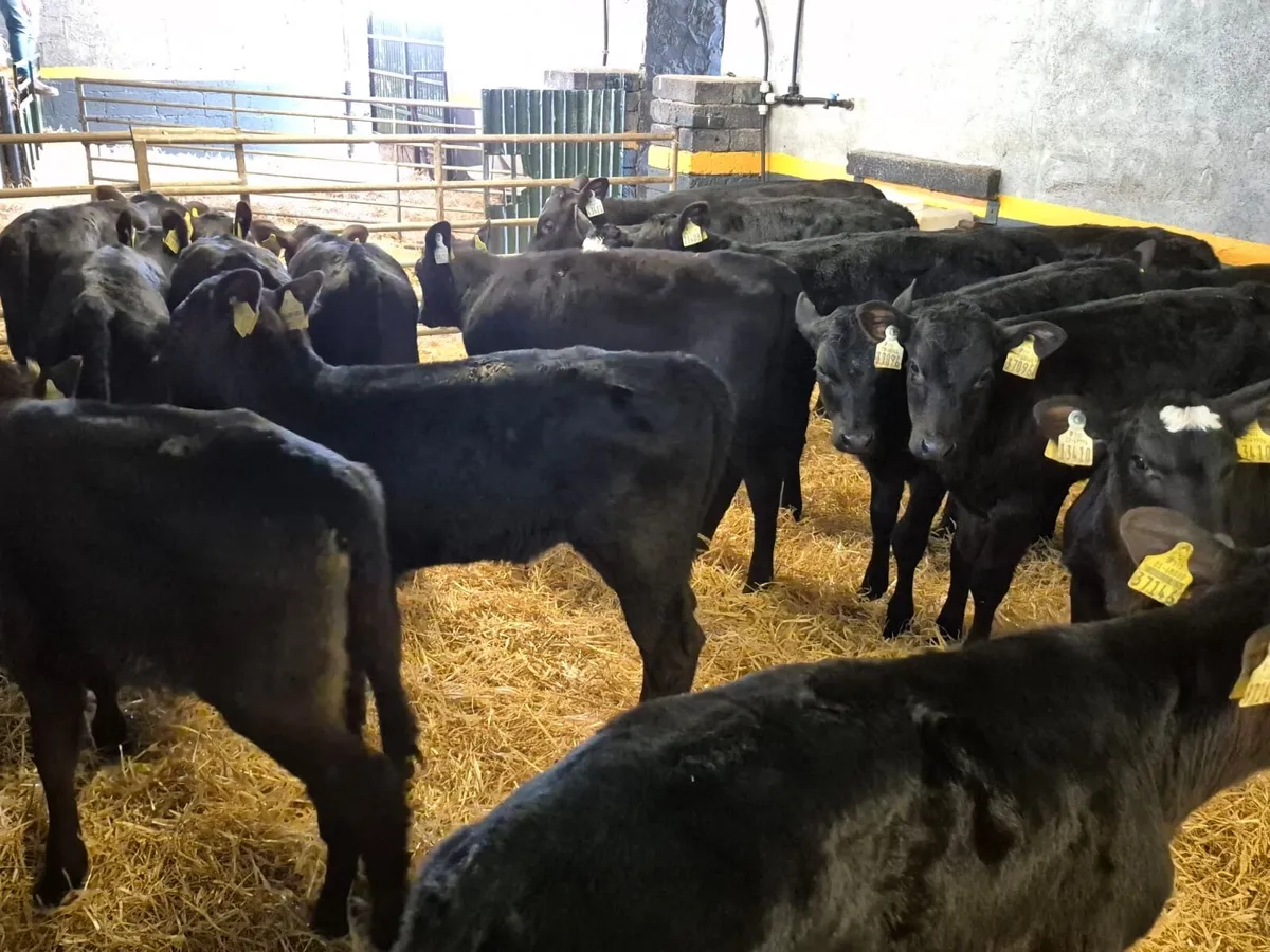 16 Angus Heifer Calves - Image 2