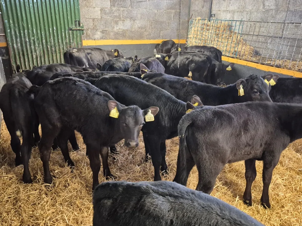 16 Angus Heifer Calves - Image 4
