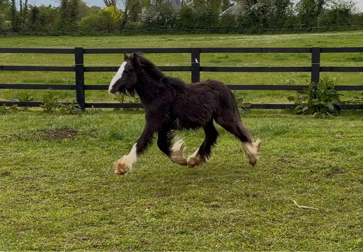 Heavy Black Colt Foal - Image 2