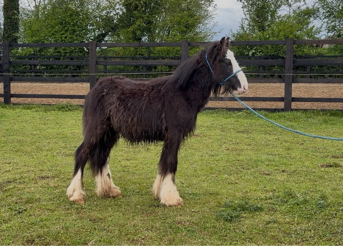 Heavy Black Colt Foal - Image 3