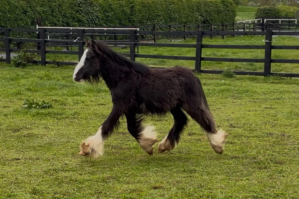 Heavy Black Colt Foal - Image 1