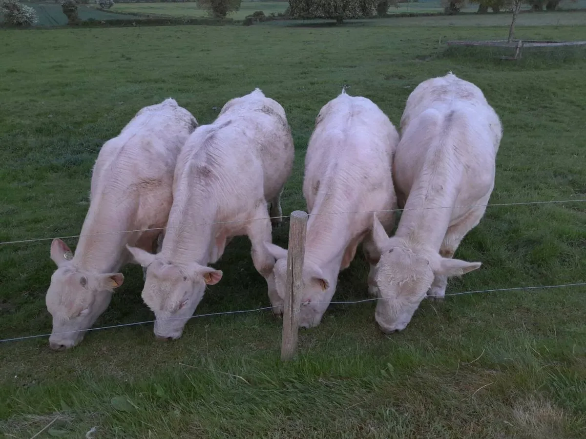 Charolais bulls - Image 3
