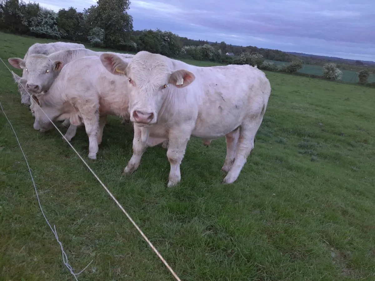 Charolais bulls - Image 4