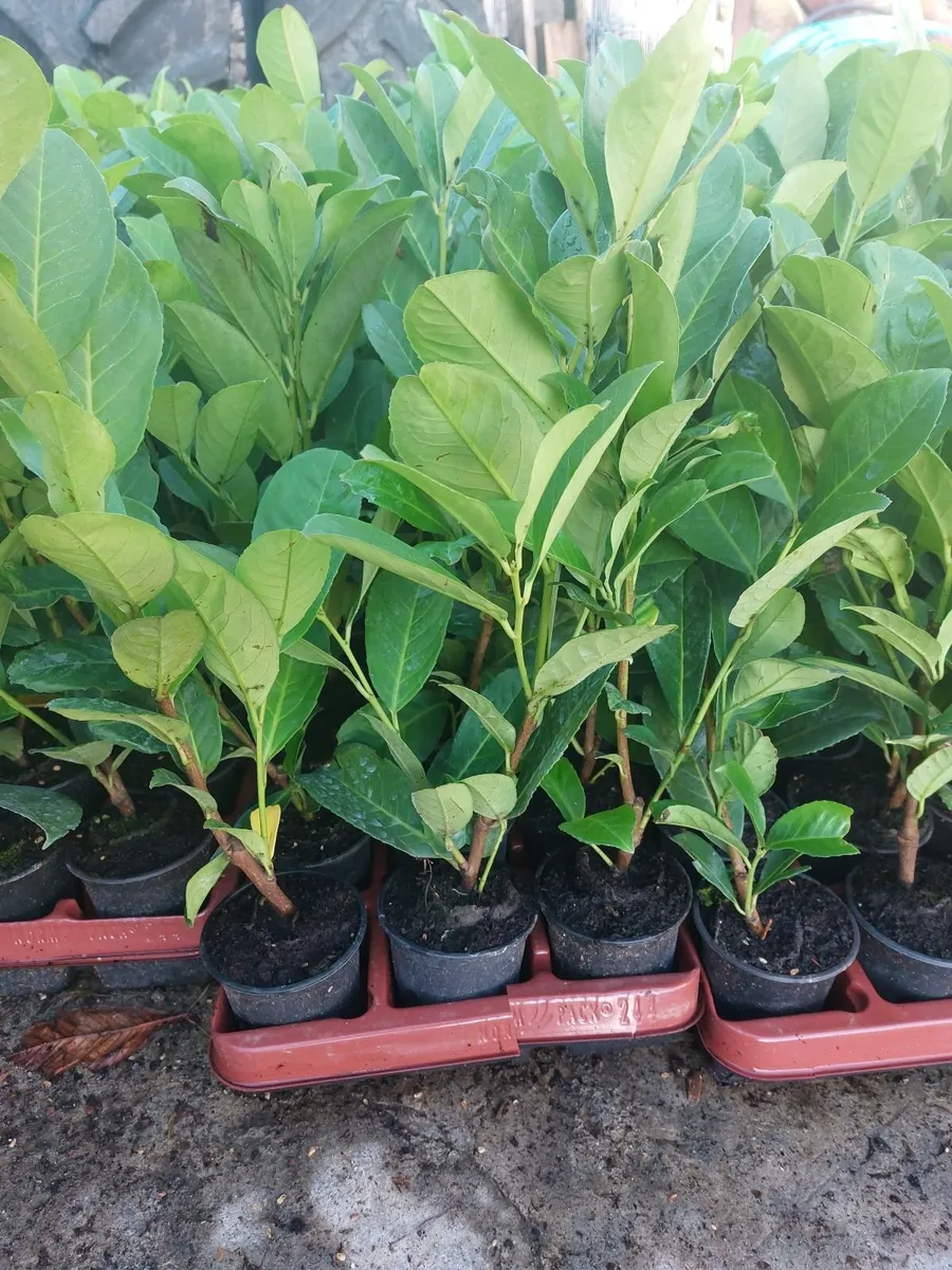 Laurel Hedging - Image 2
