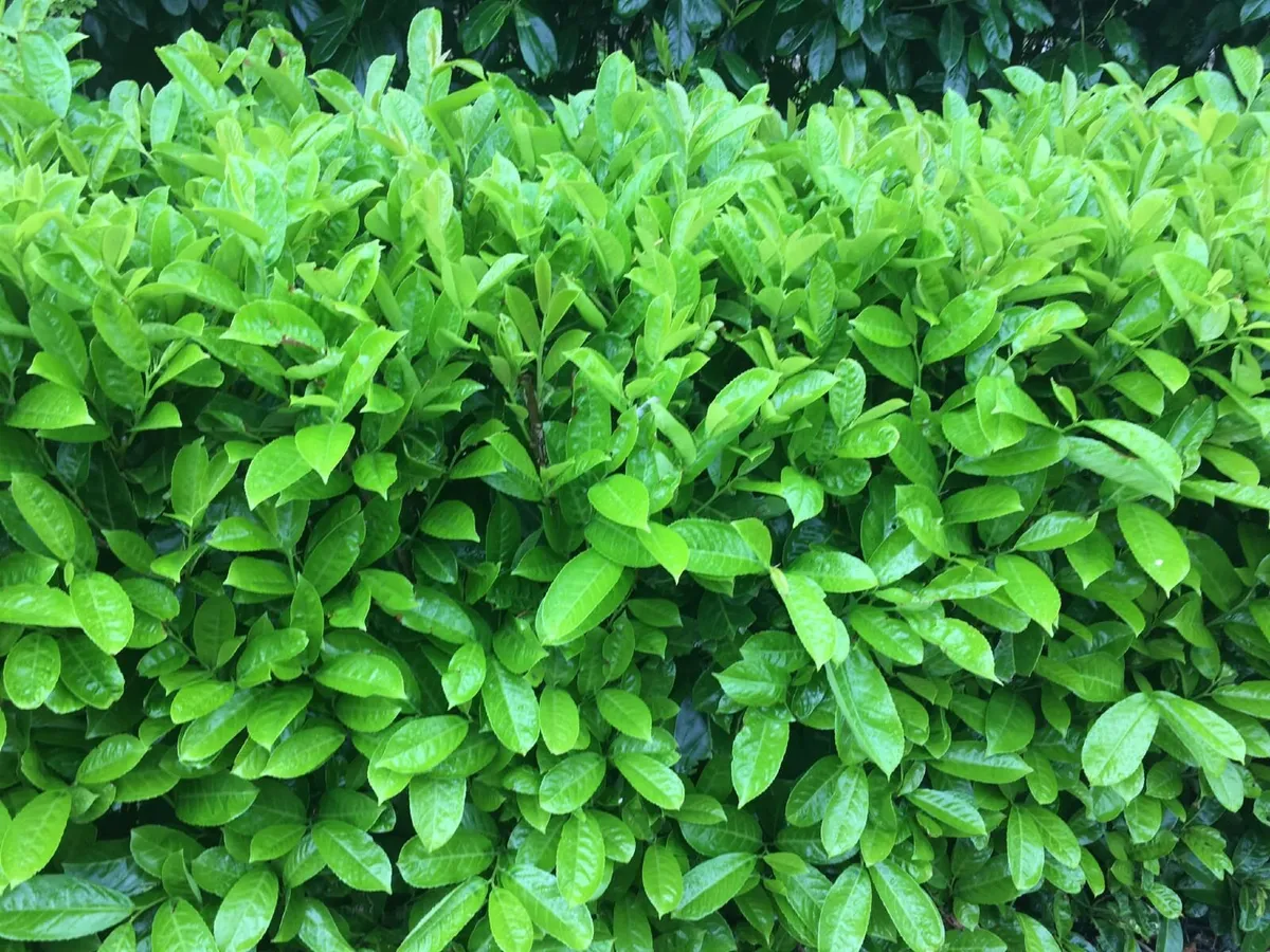 Laurel Hedging - Image 3