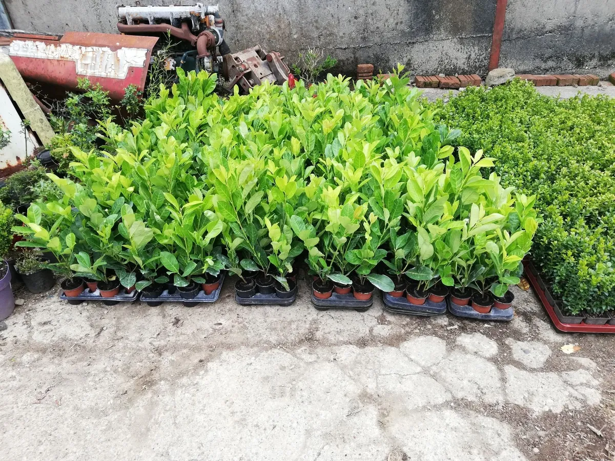 Laurel Hedging - Image 4