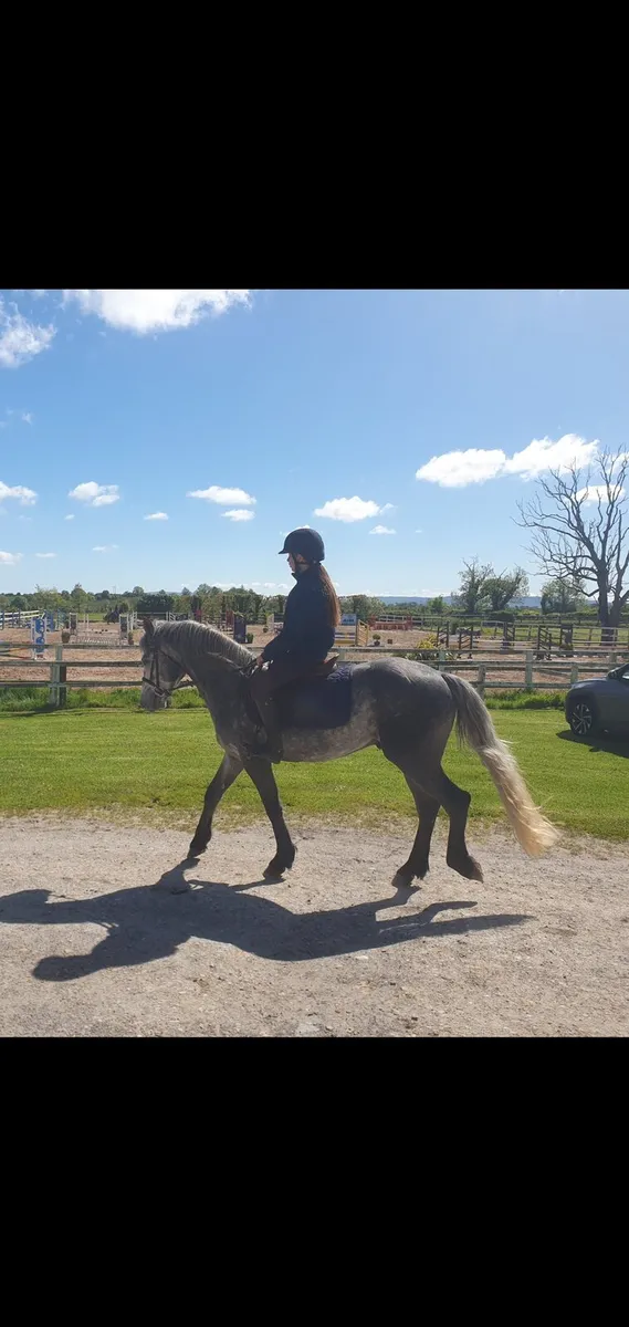 148cm CP lot 155 15th May clifden sales - Image 1
