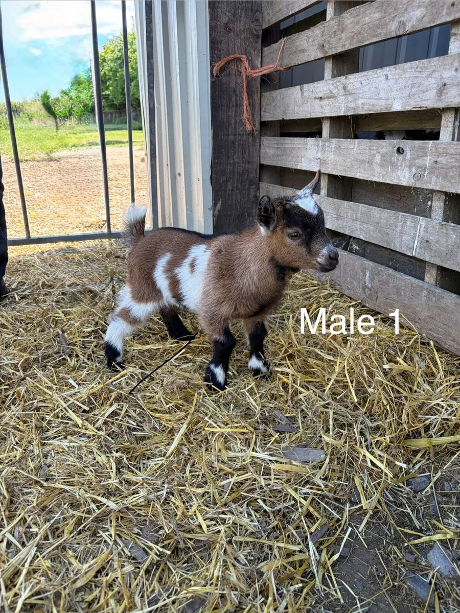 Pygmy goat kids - Image 1