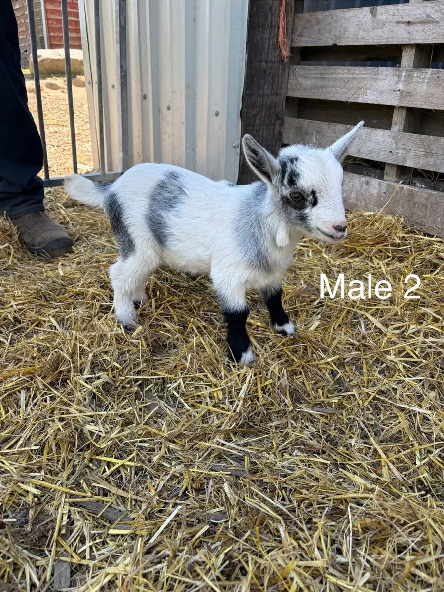 Pygmy goat kids - Image 2