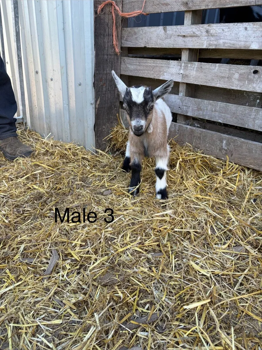 Pygmy goat kids - Image 3