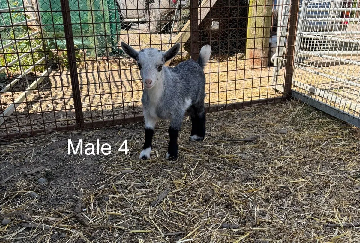 Pygmy goat kids - Image 4