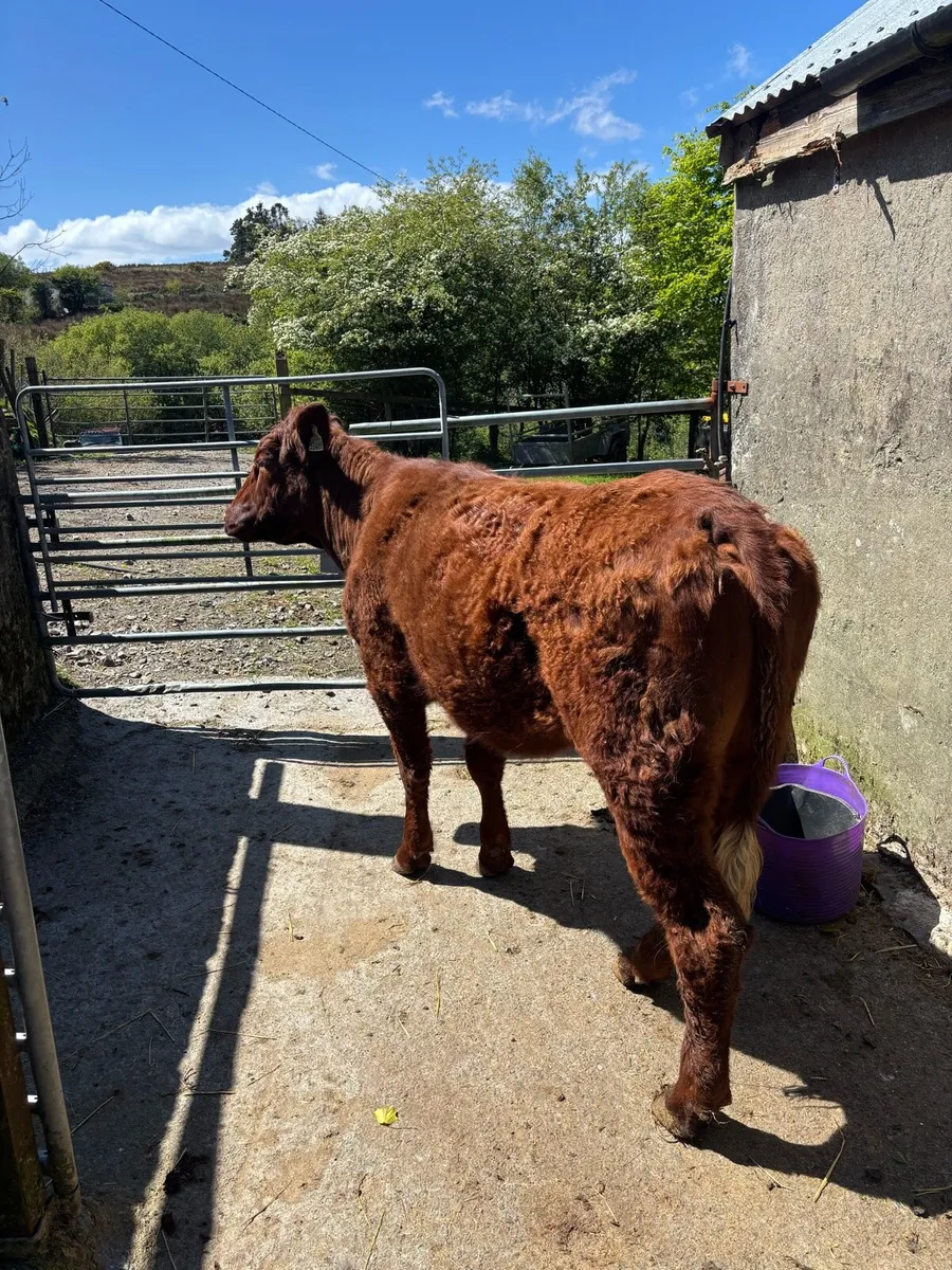 Saler x heifer - Image 2