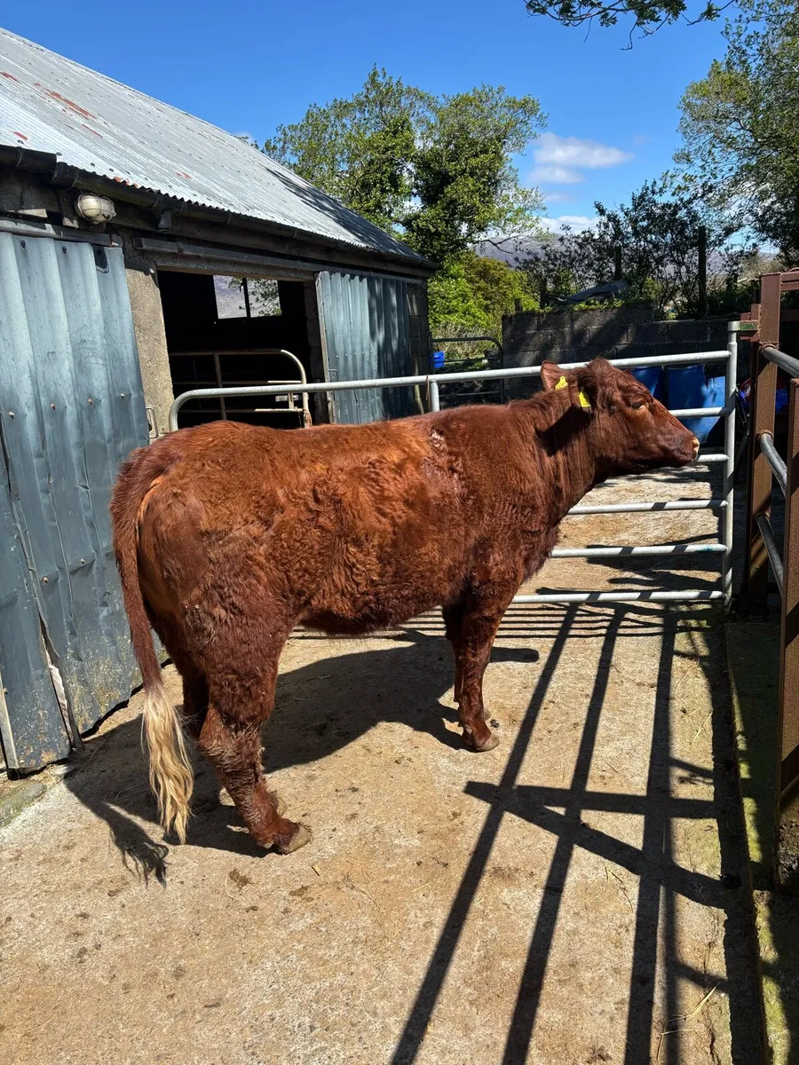 Saler x heifer - Image 1
