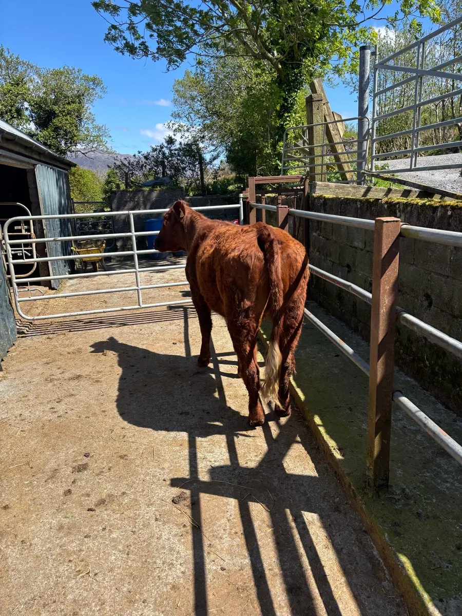 Saler x heifer - Image 4