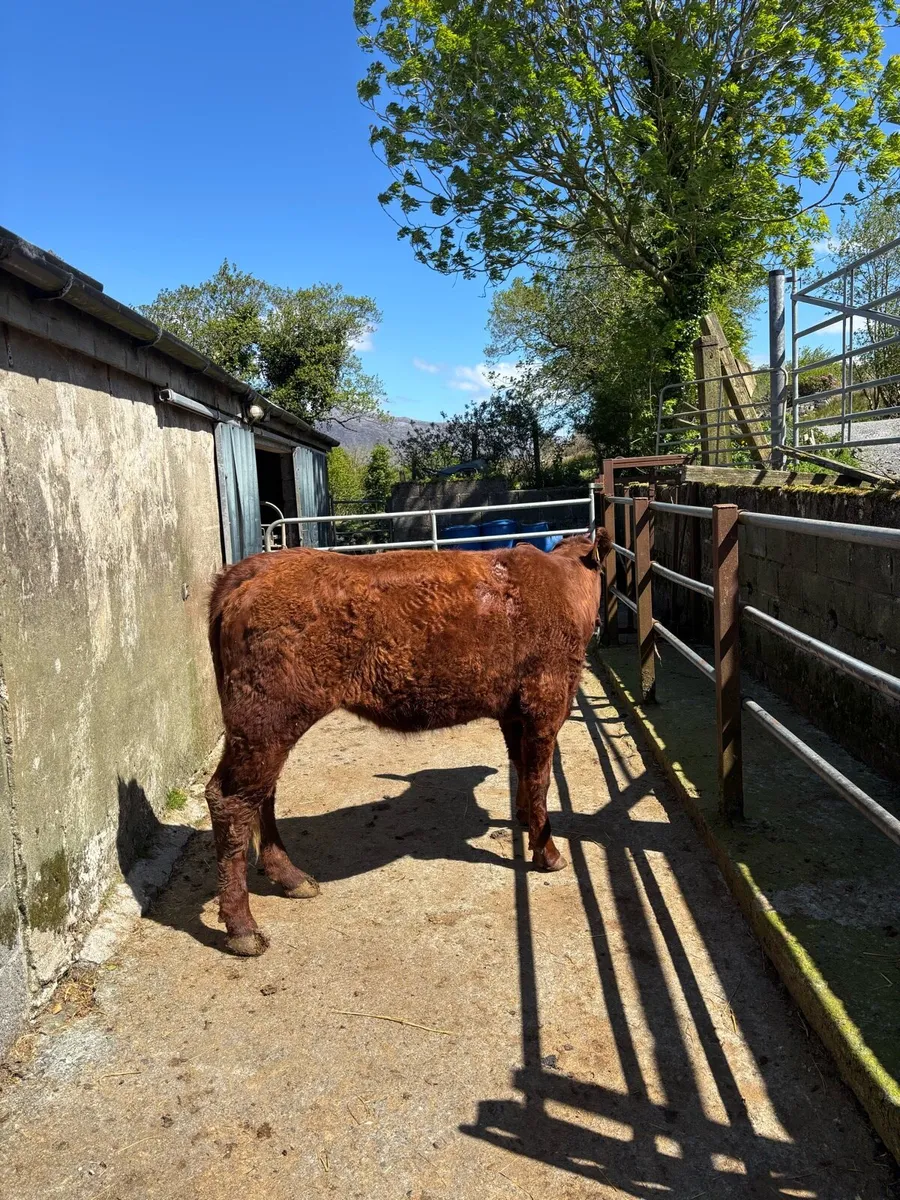 Saler x heifer - Image 3