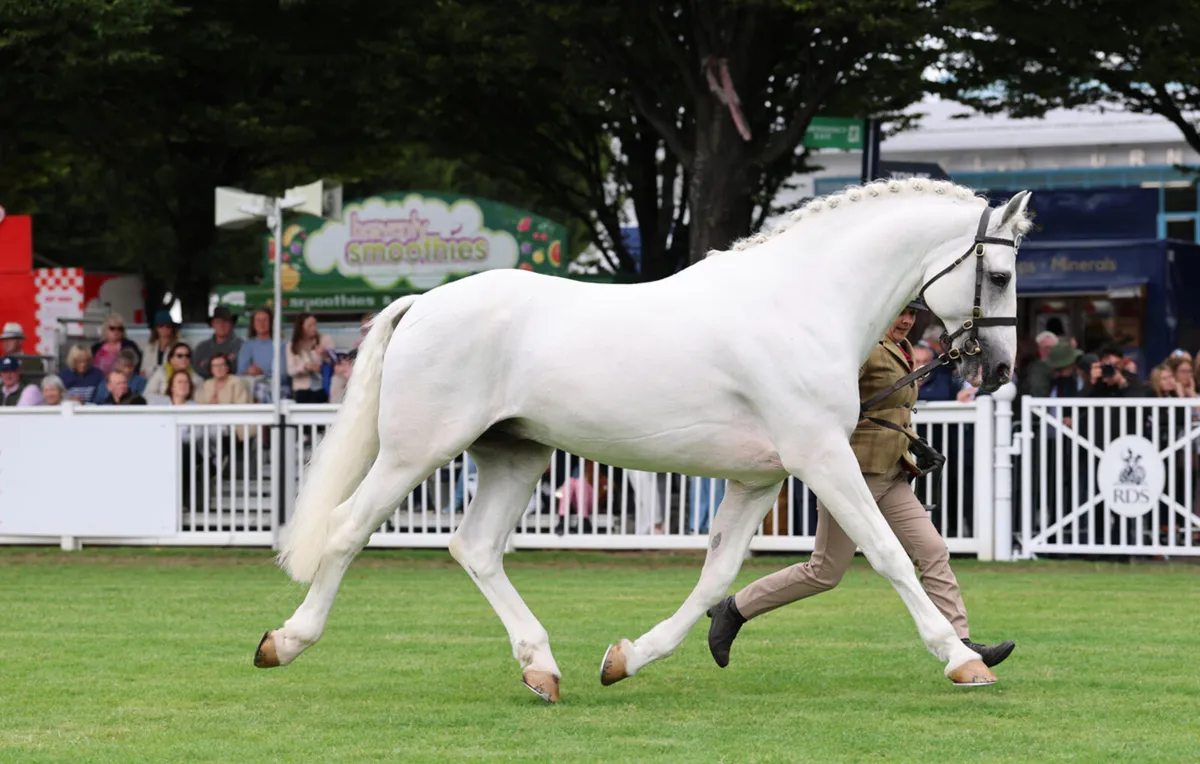 RDS Champion at stud - Image 1