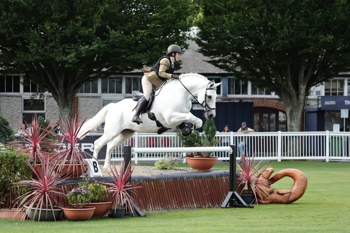 RDS Champion at stud - Image 2