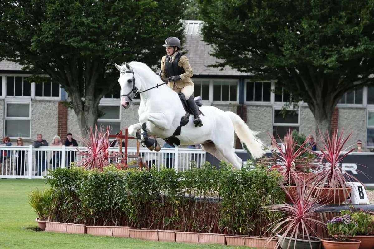 RDS Champion at stud - Image 4