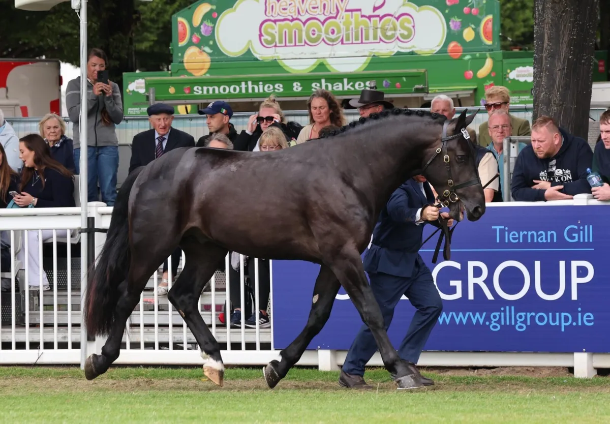 Black Irish Draught stallion - Image 1
