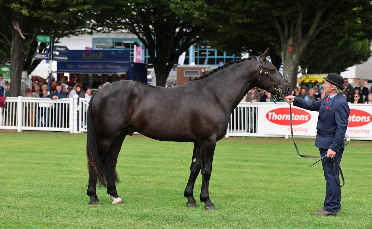 Black Irish Draught stallion - Image 2