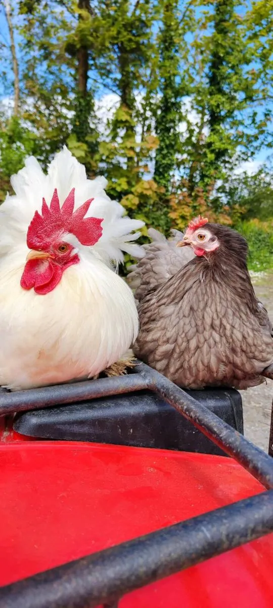 Pekin Pair - Image 1