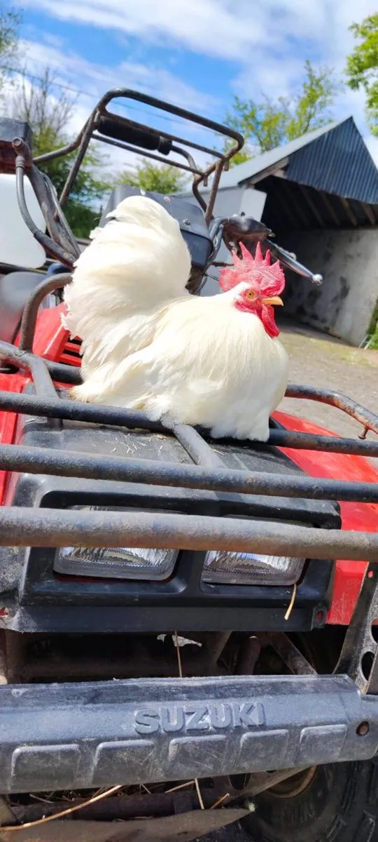 Pekin Pair - Image 2